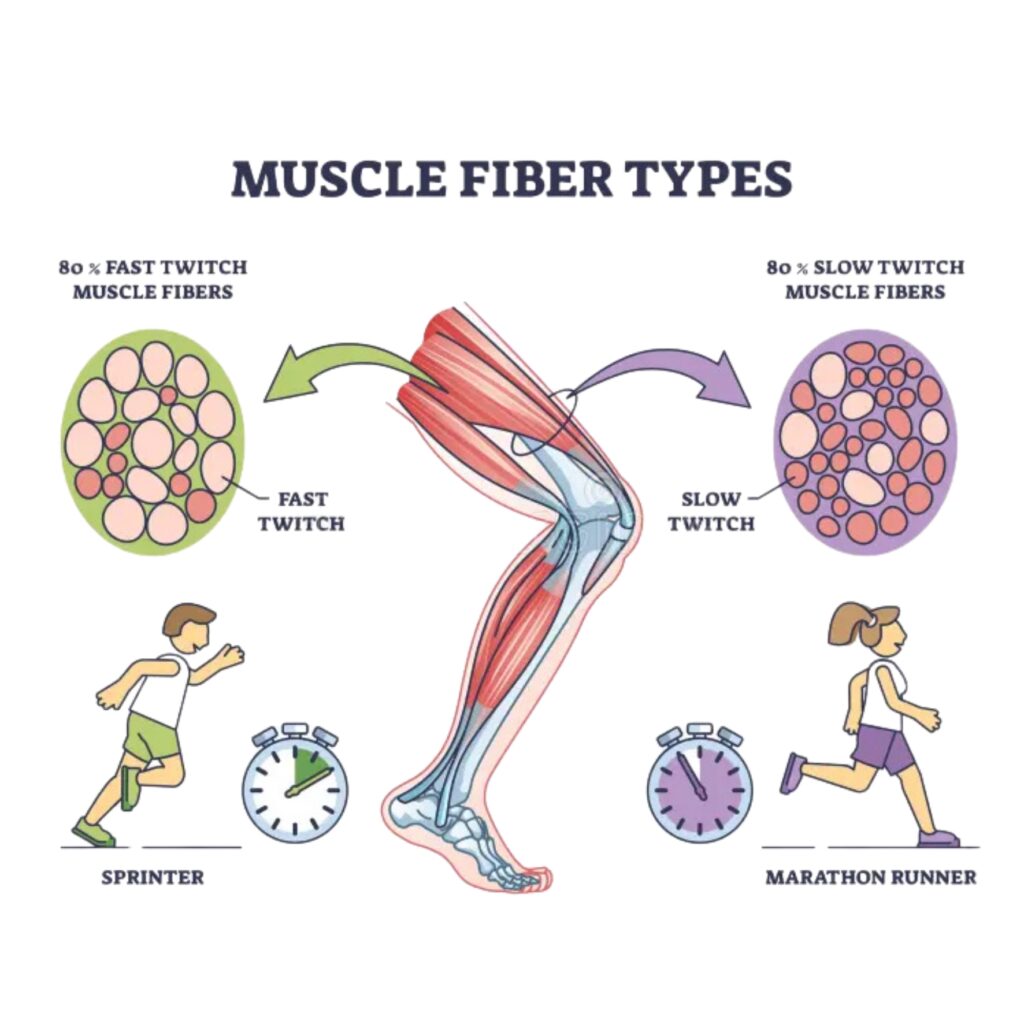 Minh họa các loại sợi cơ: sợi cơ co giật nhanh (fast twitch) và sợi cơ co giật chậm (slow twitch), liên hệ với vận động viên chạy nước rút và chạy marathon.