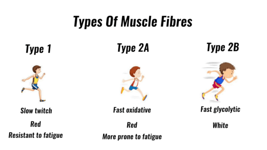 Minh họa ba loại sợi cơ trong cơ thể người: sợi Type 1 (slow twitch, đỏ, bền bỉ), Type 2A (fast oxidative, đỏ, dễ mỏi hơn), và Type 2B (fast glycolytic, trắng, nhanh và rất dễ mỏi)